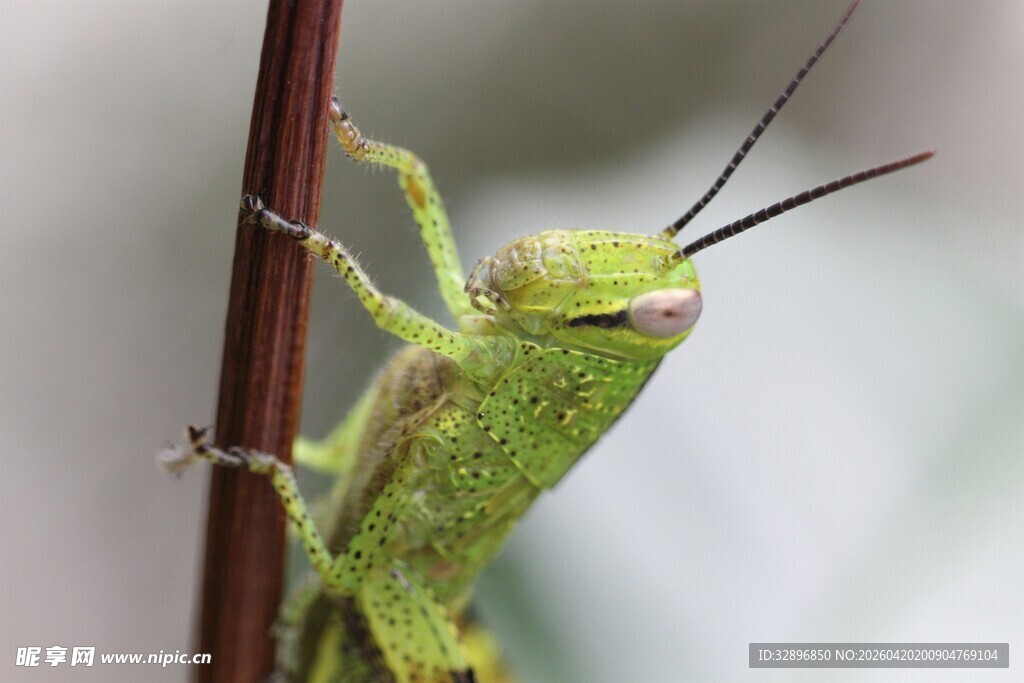 绿色蚂蚱攀附于杆端