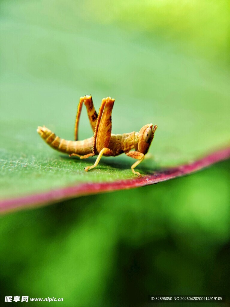 绿叶上的小巧蚂蚱