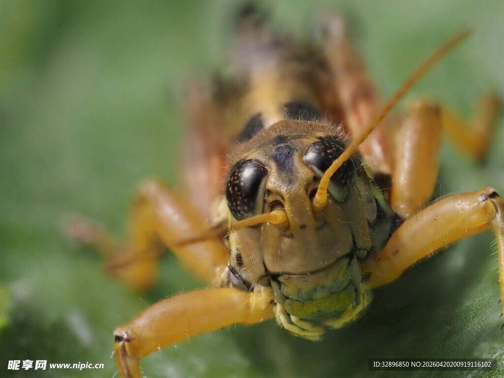 特写蚱蜢的头部细节