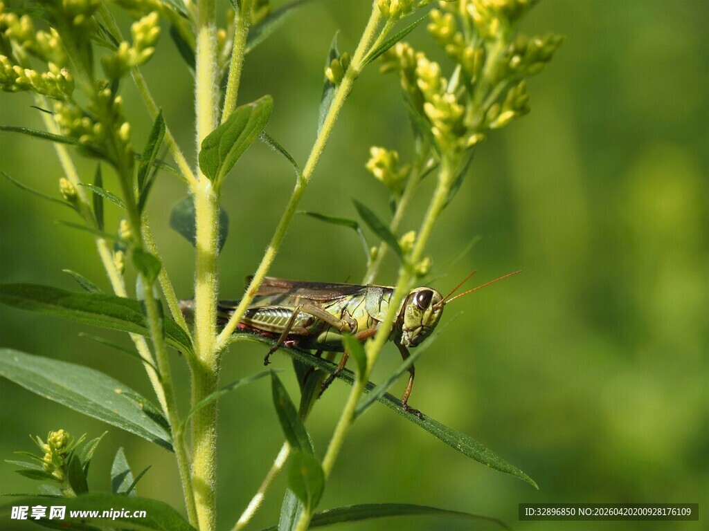 绿叶上的昆虫特写