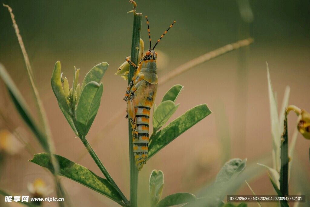 草丛中的多彩昆虫