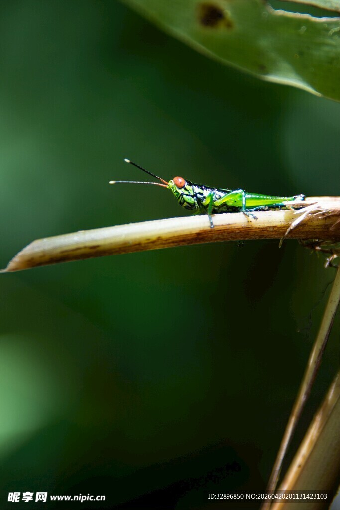 绿叶上的绿色小昆虫