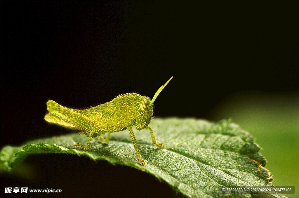 绿叶上的黄绿色小蚂蚱