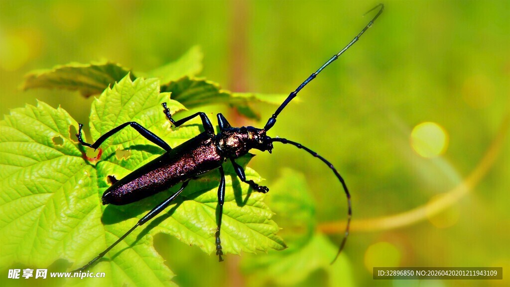绿叶上的黑色长角甲虫