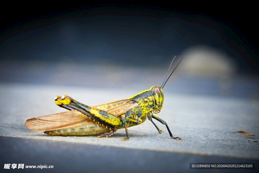黄绿条纹蚂蚱特写
