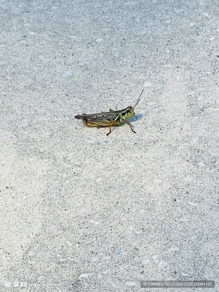 雪地中的单只蝗虫