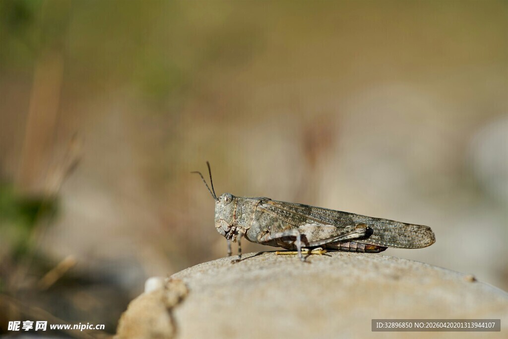 岩石上的灰褐色小蝗虫