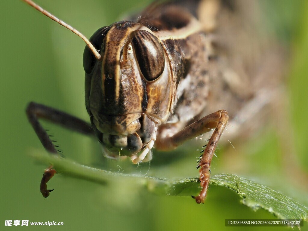 微距下的蝗虫特写