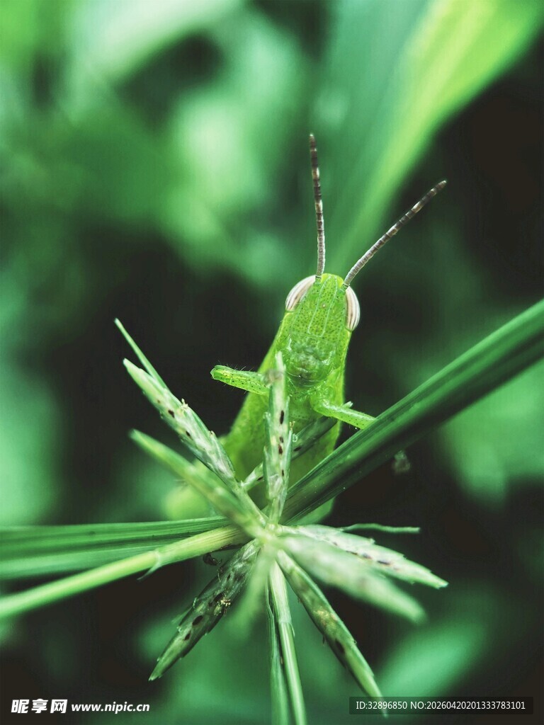 绿叶上的绿色小蚂蚱