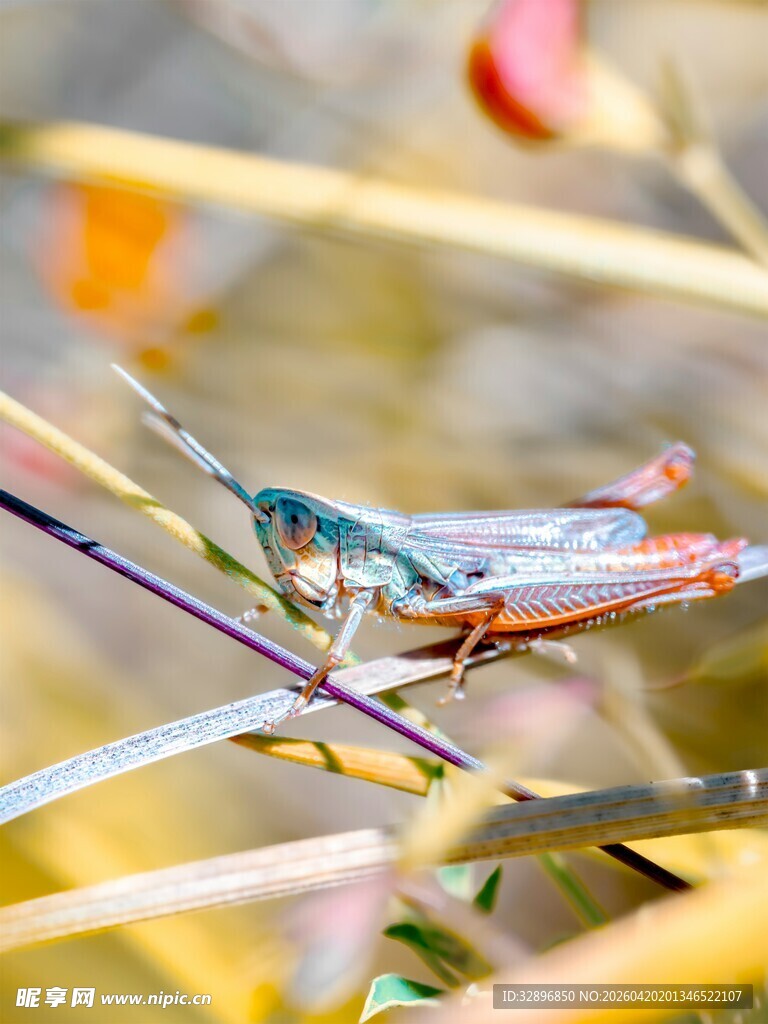 栖息于草茎上的多彩蜻蜓