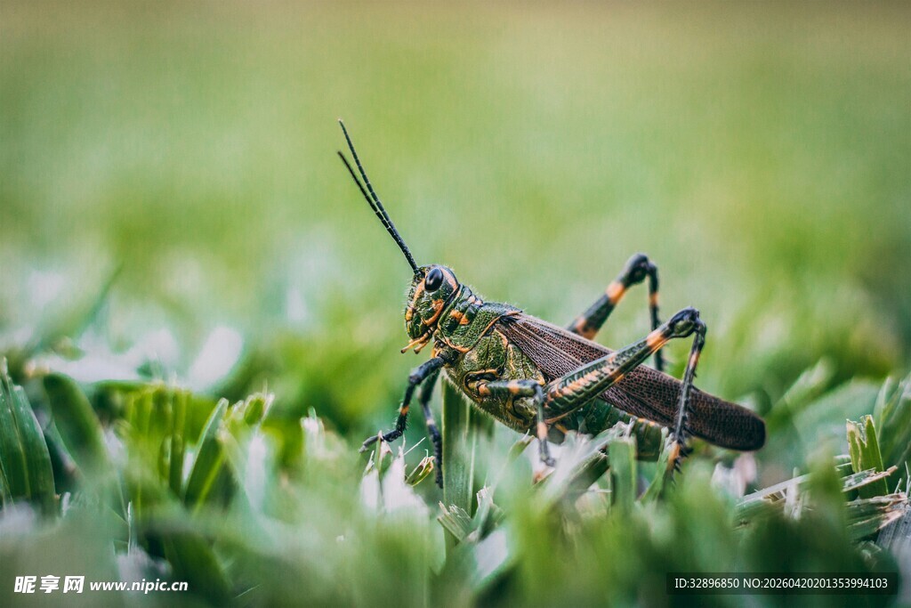 草丛中的蚂蚱