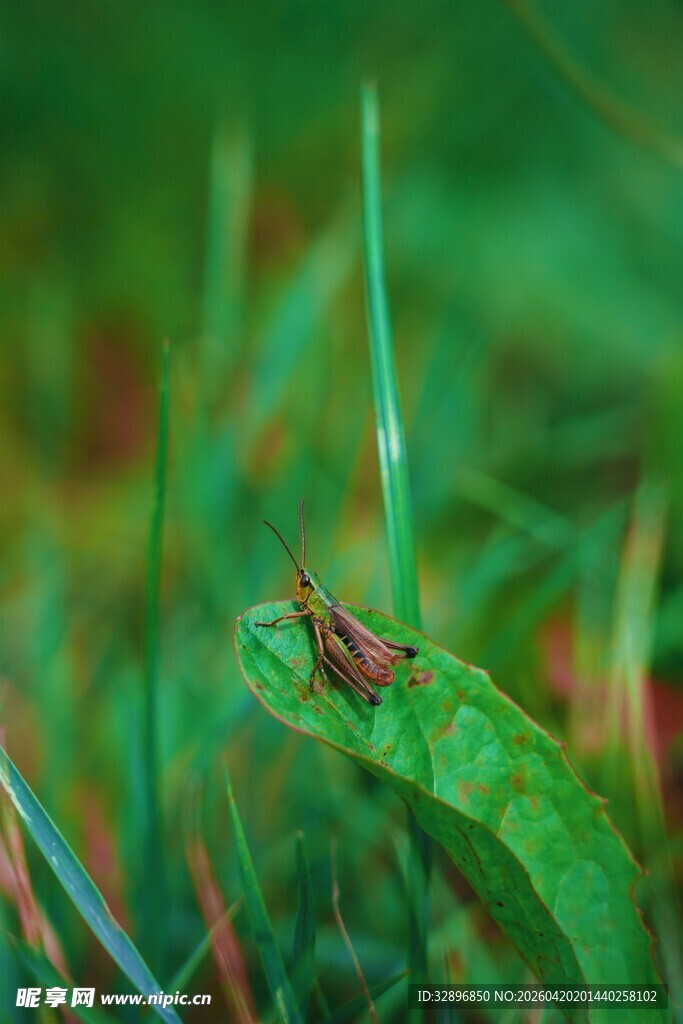 绿叶上的小昆虫
