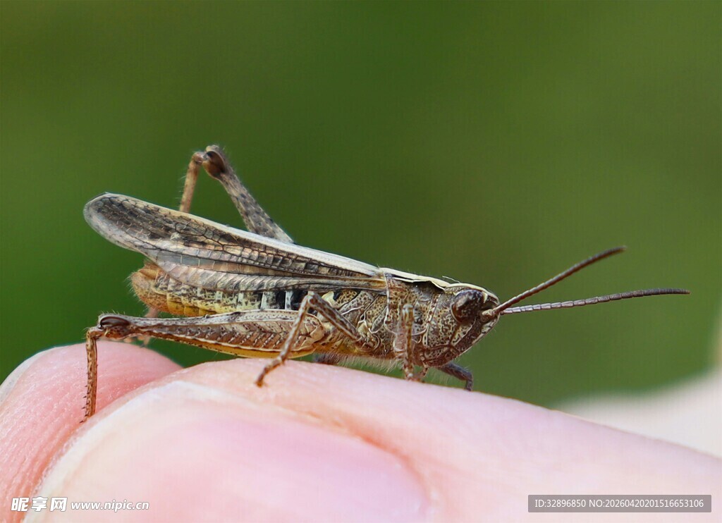 指尖上停歇的小巧蚂蚱