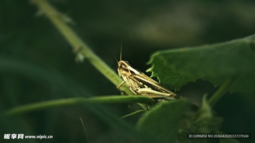 绿叶上的条纹蚂蚱