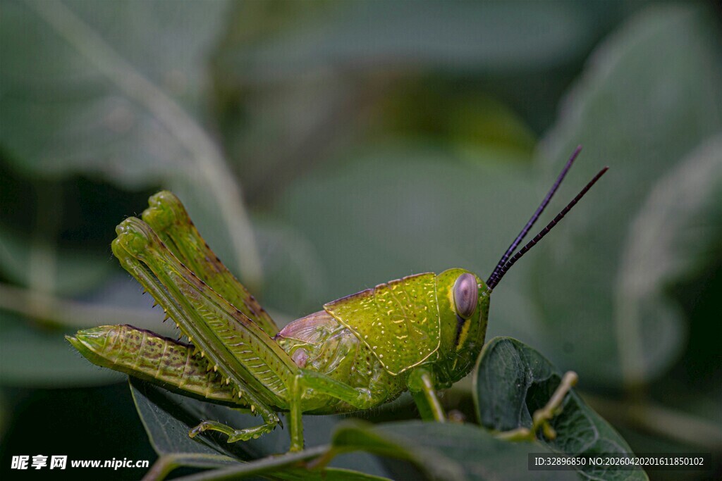 绿色蚱蜢栖息于植物上
