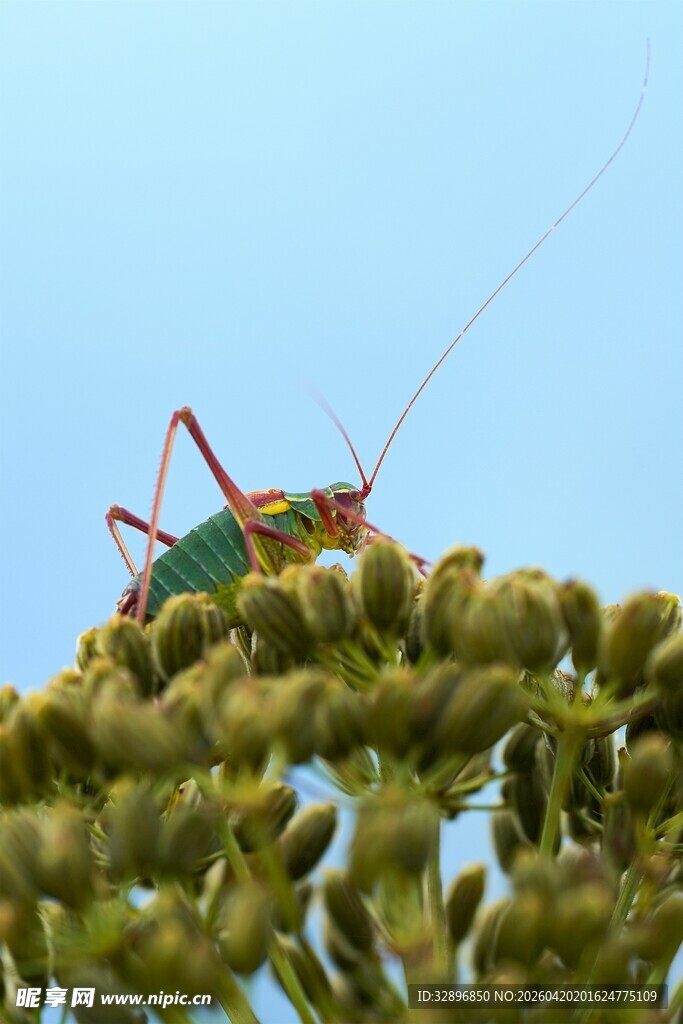 绿叶上的彩色蚂蚱