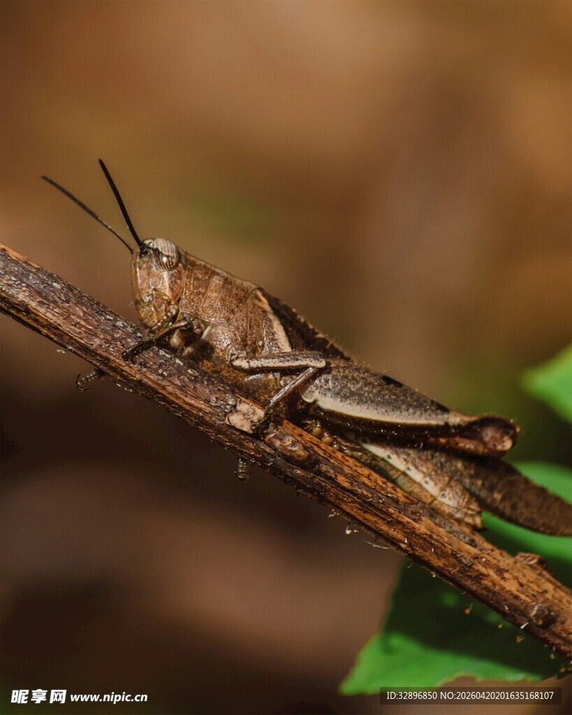 栖息于树枝上的褐色蚂蚱
