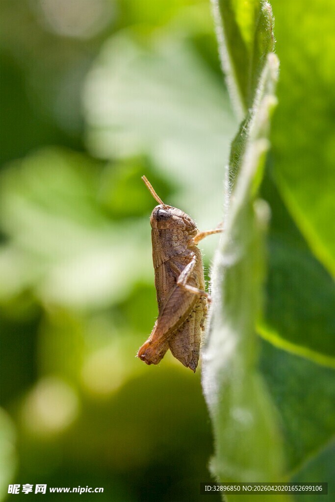 绿叶上的棕色小蚂蚱