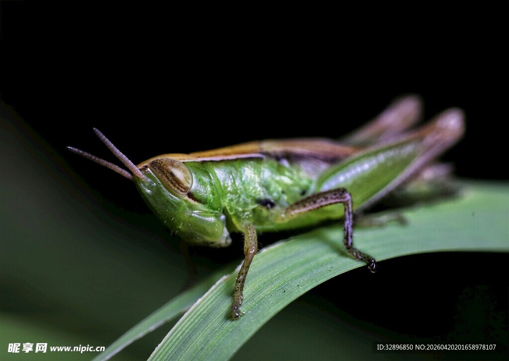 绿叶上的绿色蚂蚱