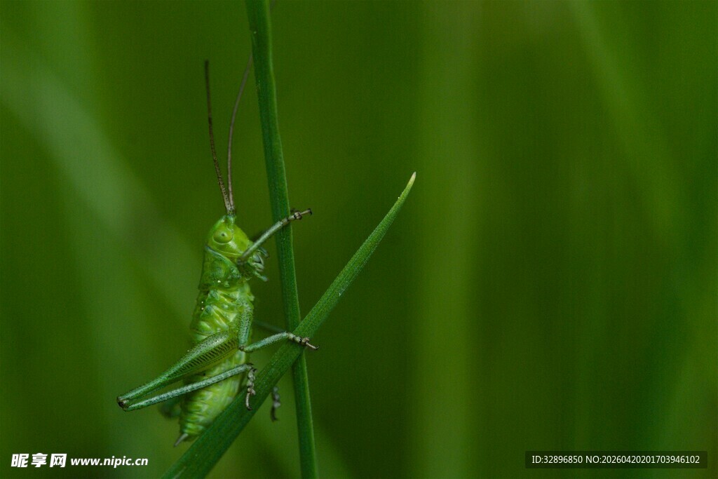 草丛中的绿色蚂蚱
