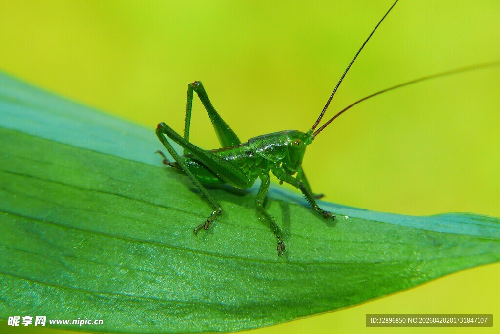 绿叶上的绿蚂蚱