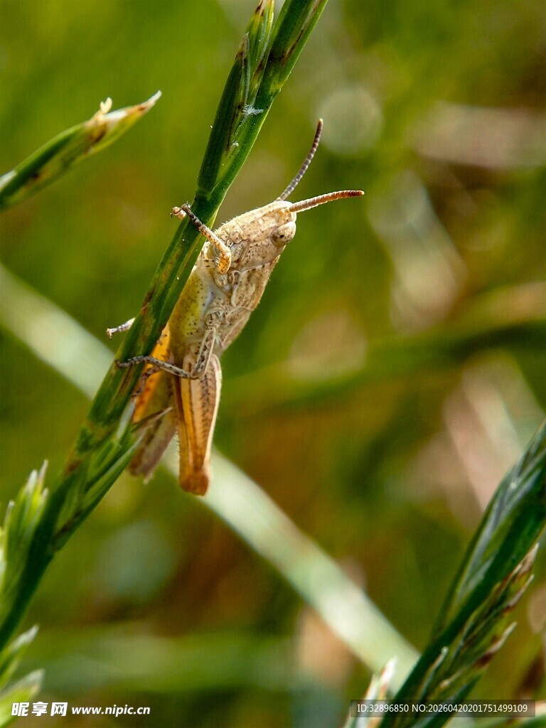 草丛中的棕色蚂蚱