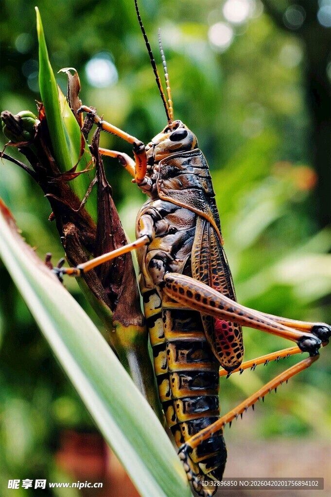 草丛中的彩色大蝗虫