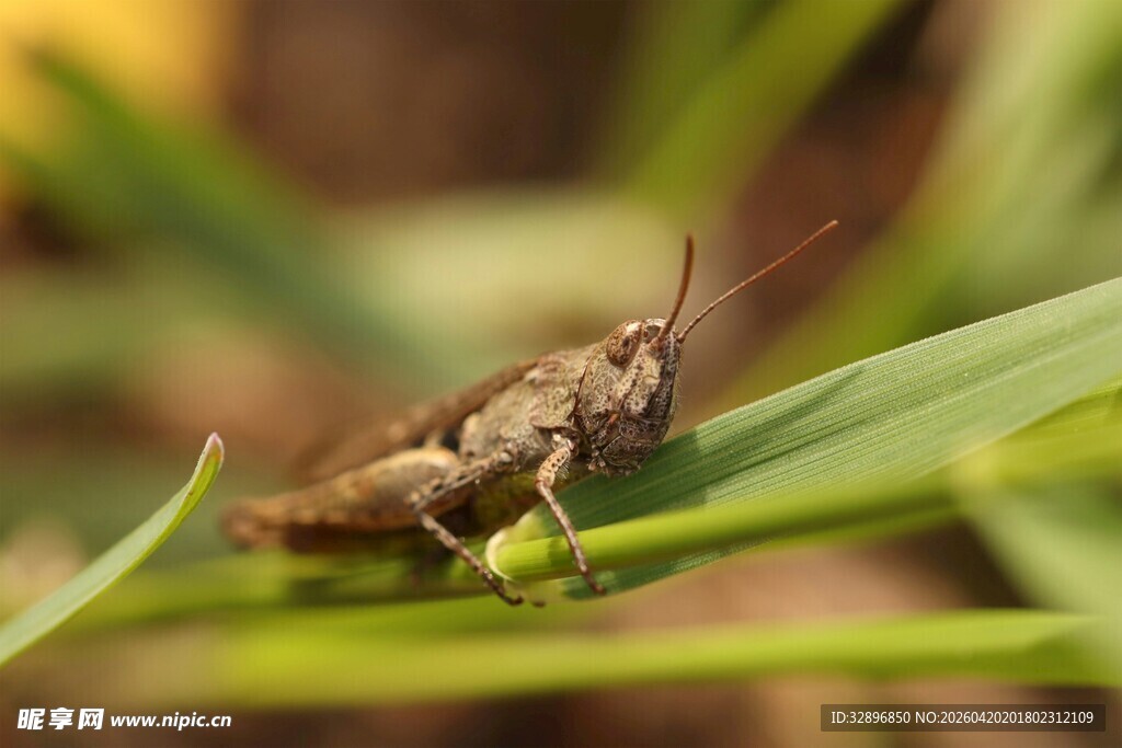 绿叶上的棕色小蝗虫