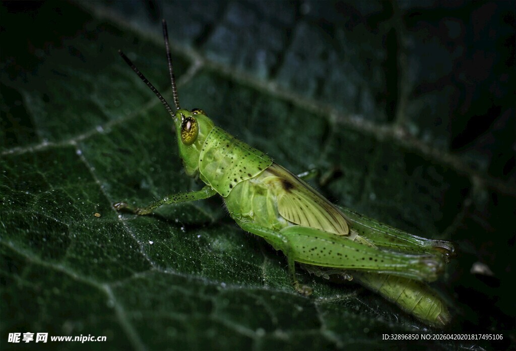 绿叶上的绿色蚂蚱