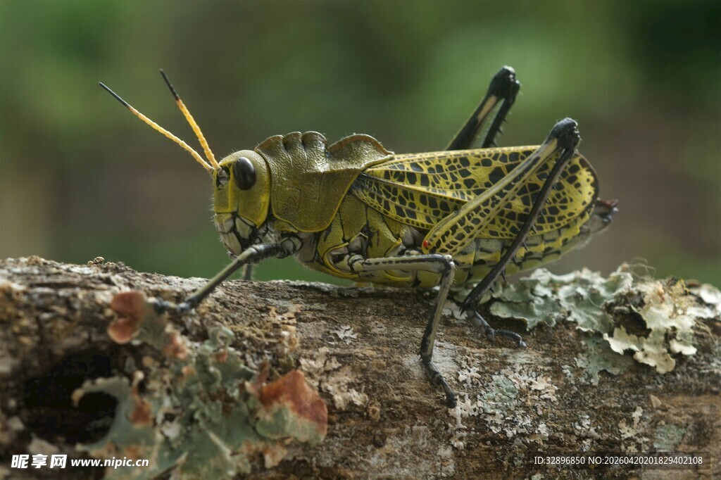 树枝上的绿蝗虫