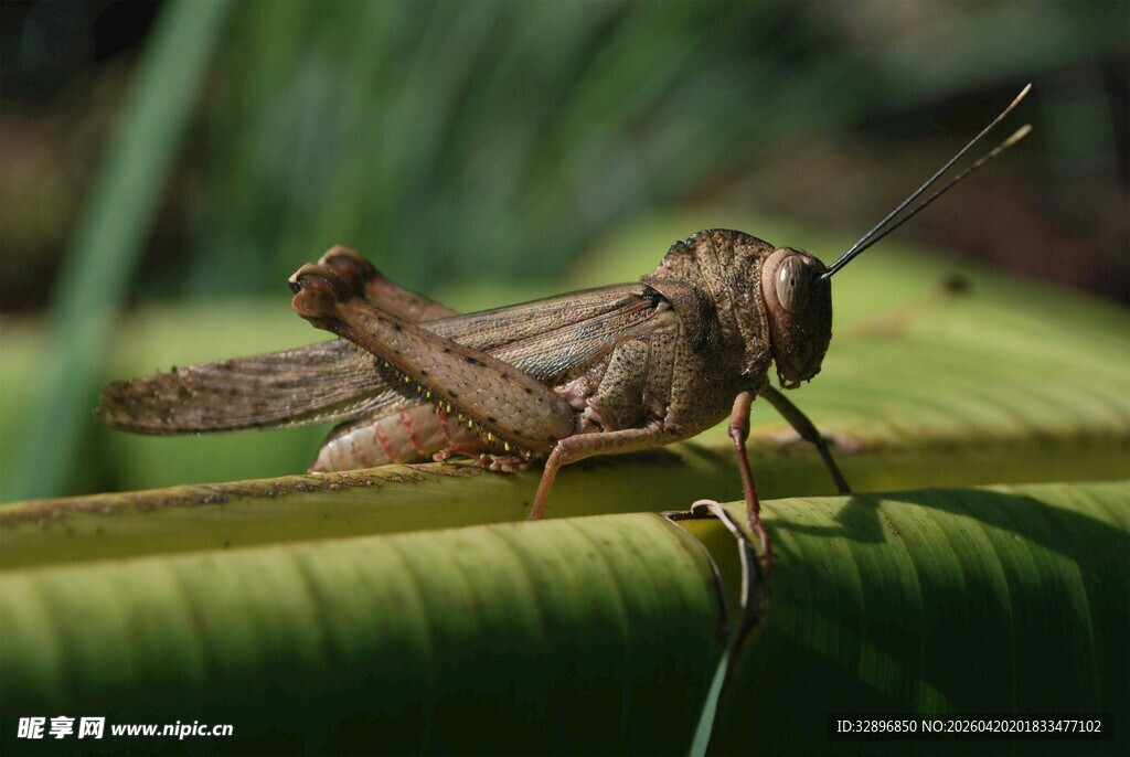 绿叶上的棕色蝗虫