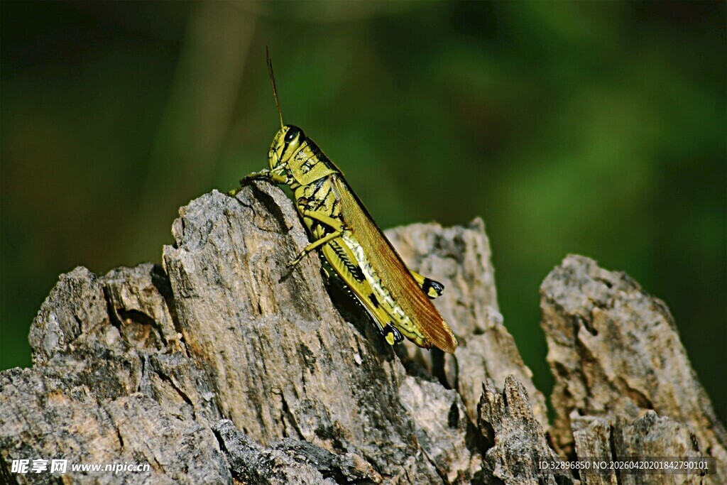树干上的绿黄相间蚂蚱
