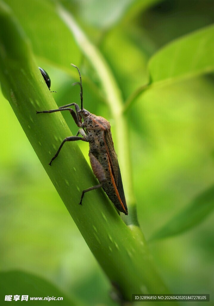 绿叶上的棕色甲虫