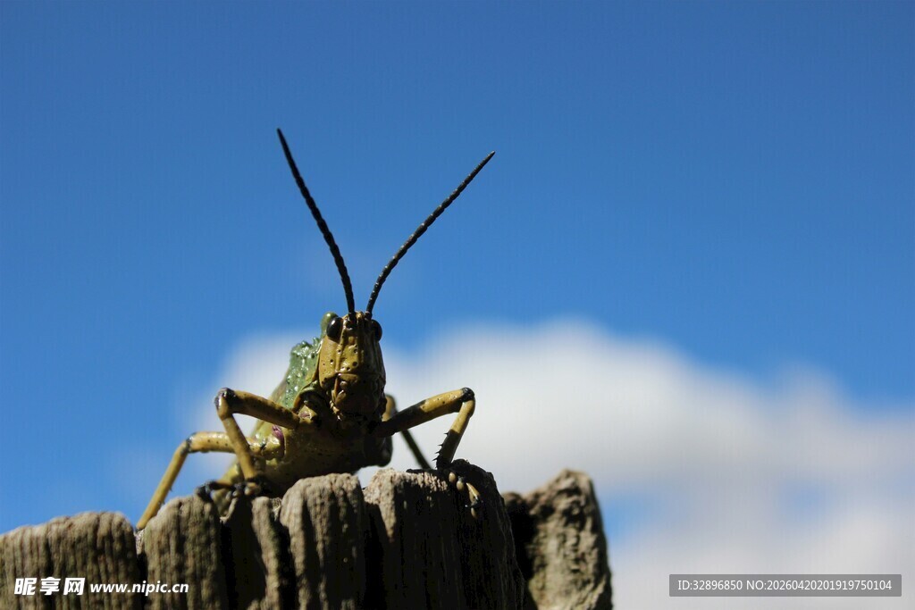 木桩上的绿色长角蝗虫