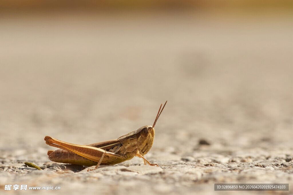 沙地上的棕色蚂蚱