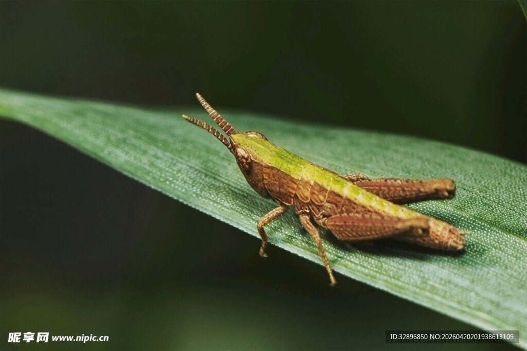 绿叶上的棕色小蝗虫