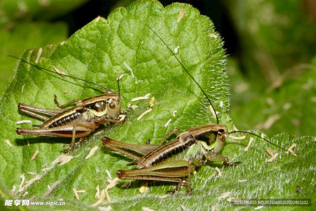 绿叶上的几只小蚂蚱