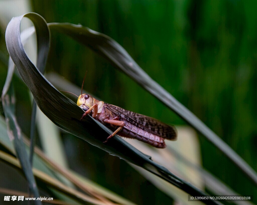 栖息于叶上的紫色昆虫