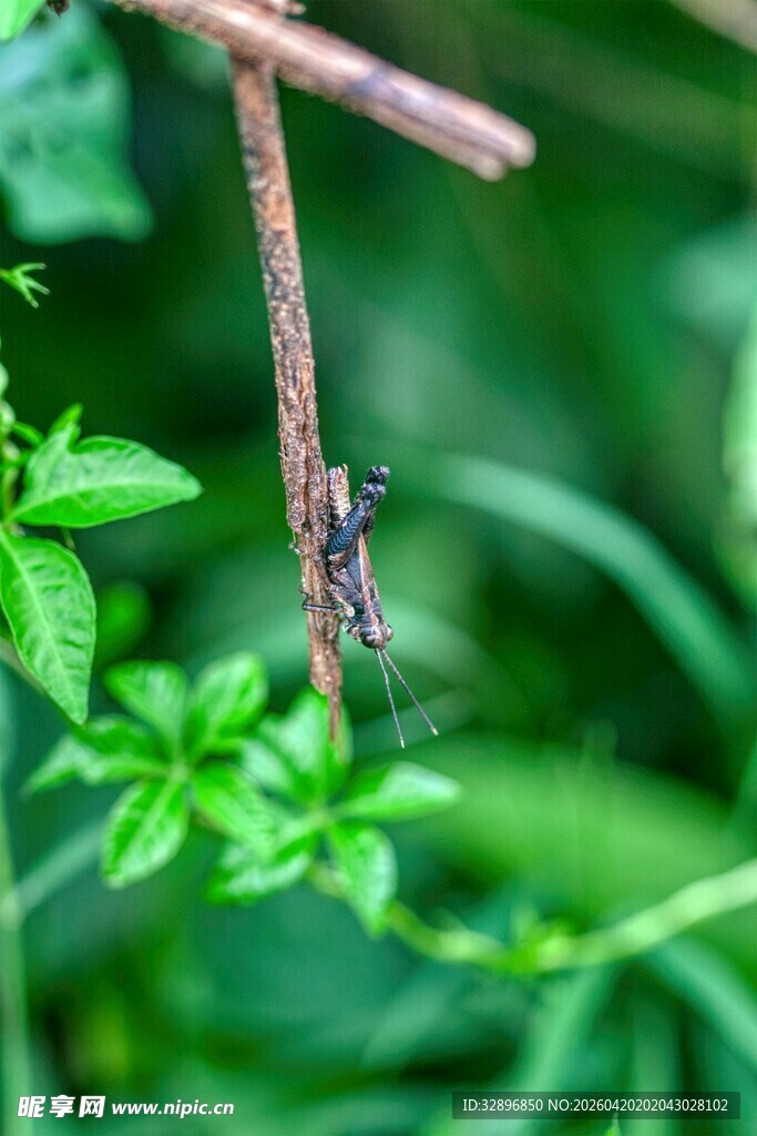 藤蔓上的昆虫特写