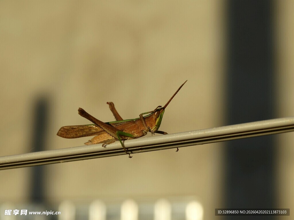 栖息在细杆上的棕色蚂蚱