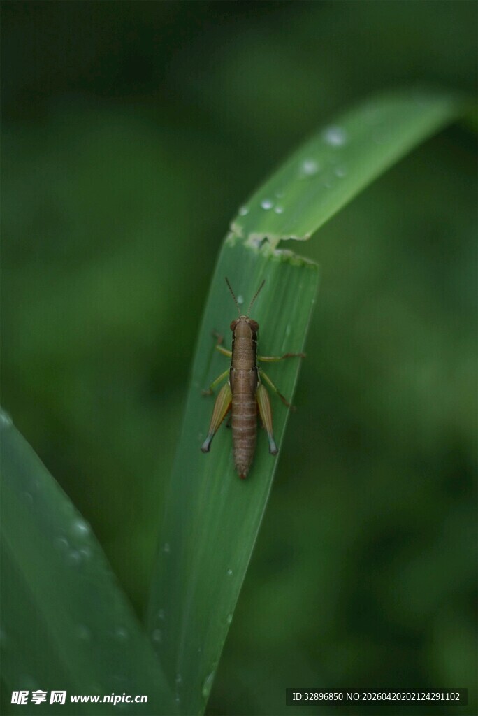 绿叶上的小昆虫