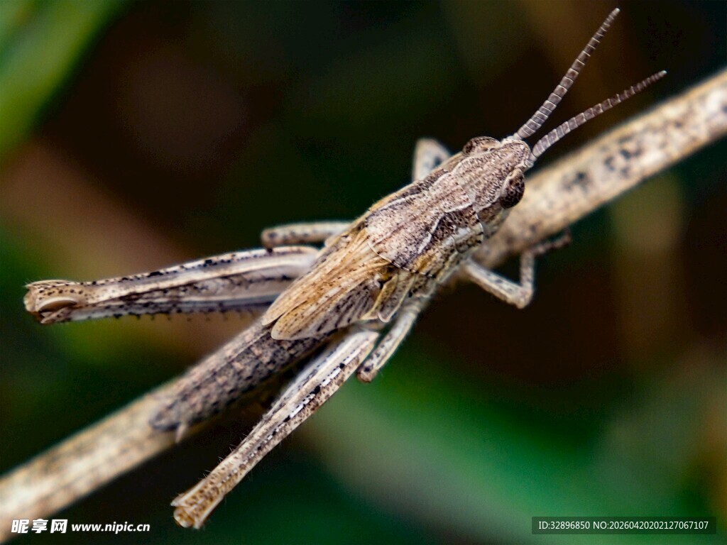栖息于枝上的斑驳蝗虫