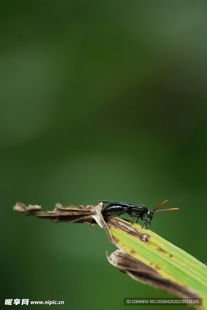 停在绿叶上的细长昆虫