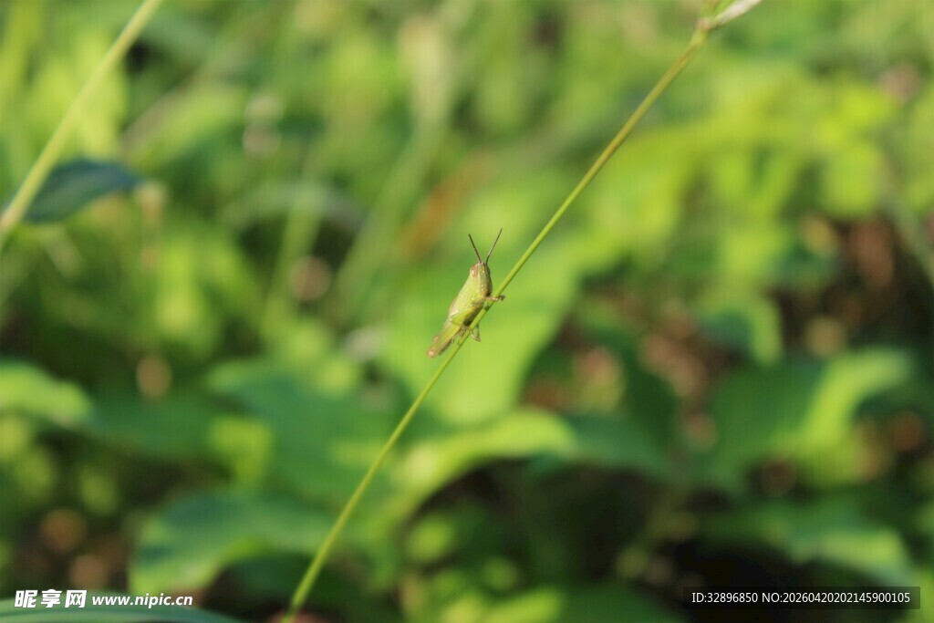 草丛中的纤细植物