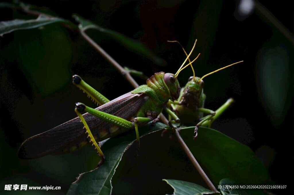 绿叶上的绿色蚂蚱