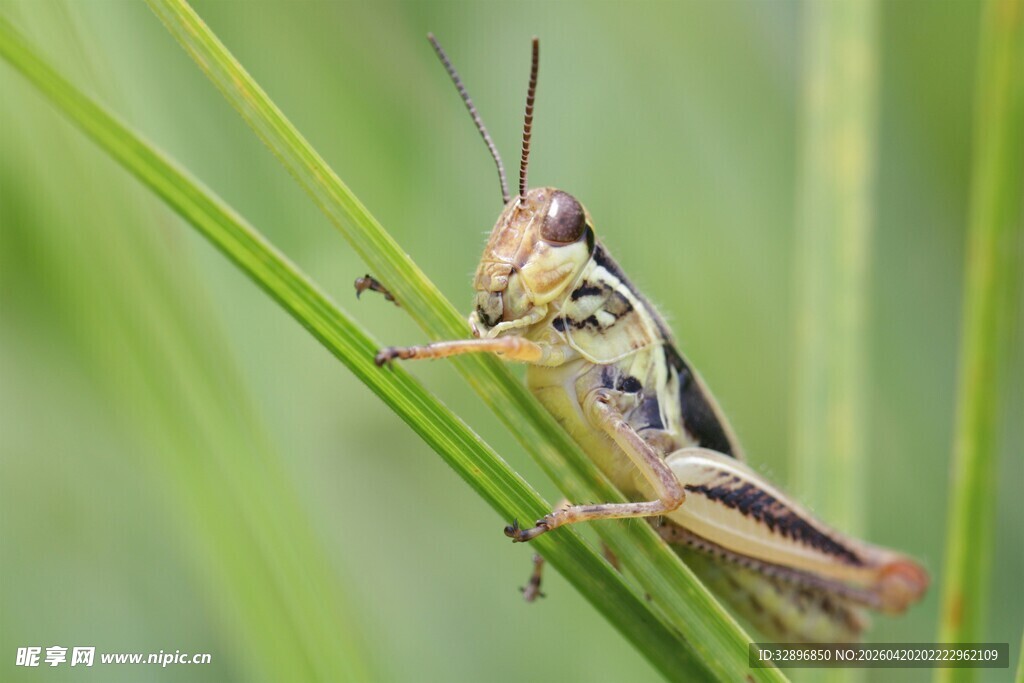 草丛中的蚂蚱特写