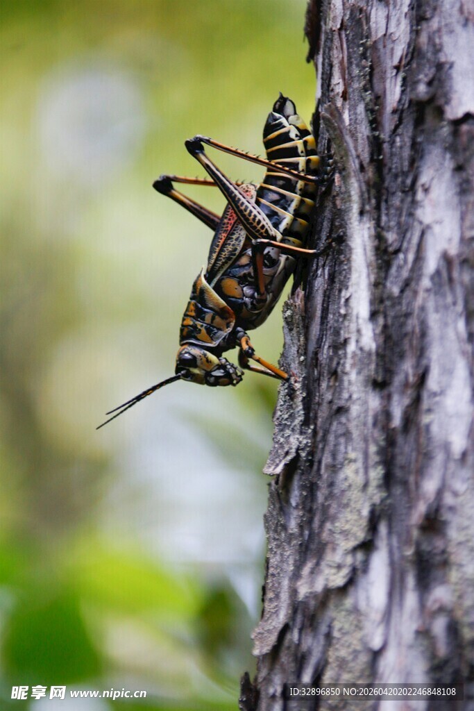 树干上的条纹蚂蚱