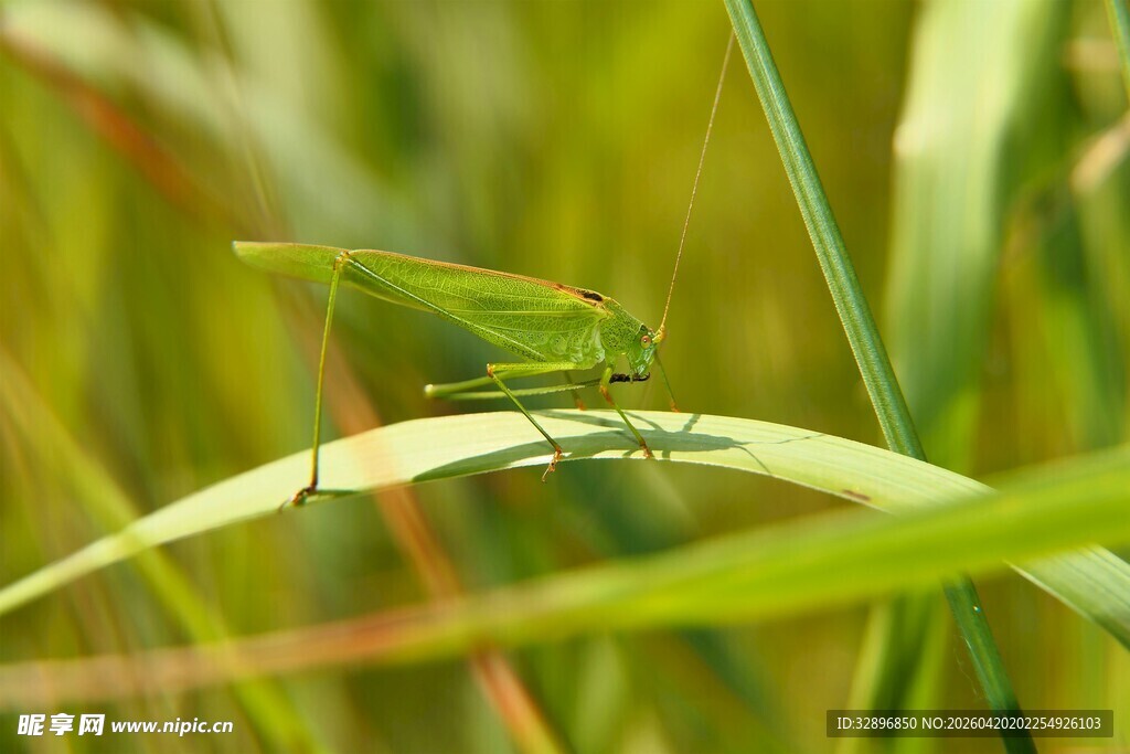 绿叶上的绿色蚂蚱