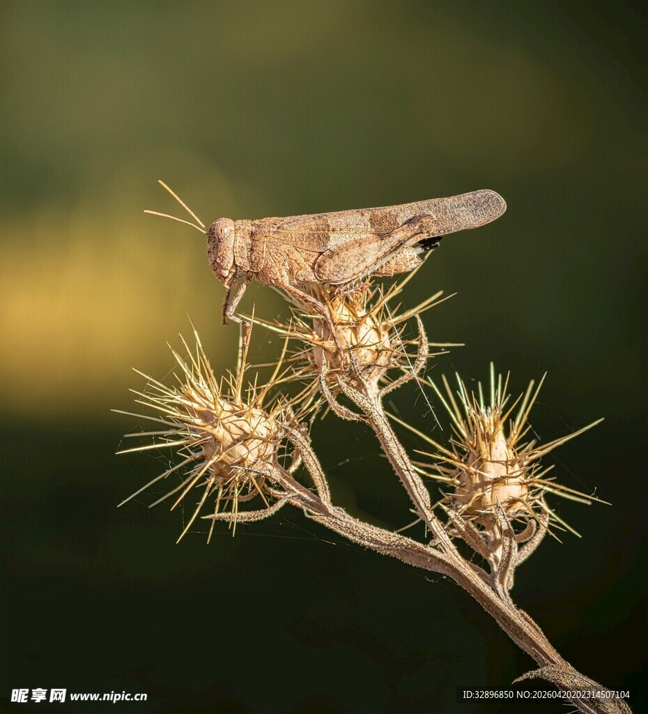 栖息于带刺植物上的蚂蚱