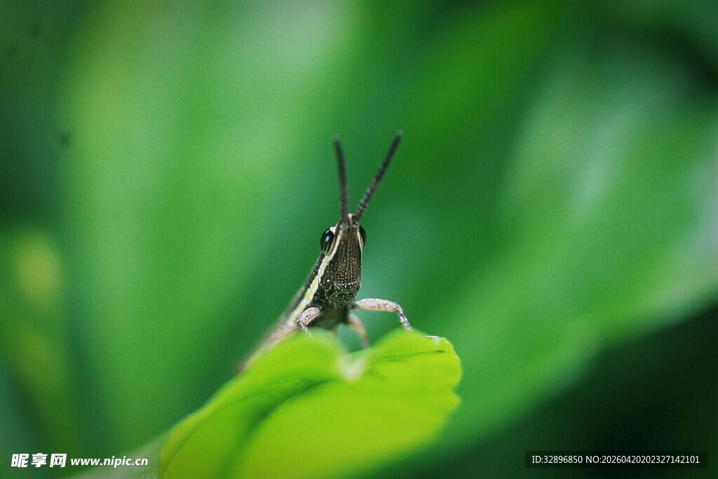 绿叶上的小昆虫